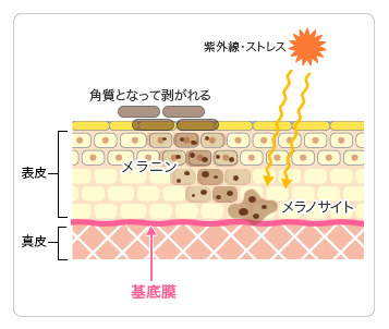 皮膚のターンオーバーのしくみ